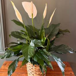 Potted peace lily with white blooms in a woven basket