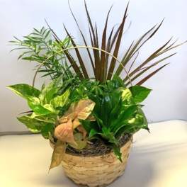 Potted tropical foliage arrangement in a woven basket