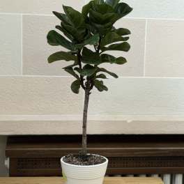 Fiddle Leaf Fig Tree