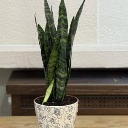 Snake Plant Pot