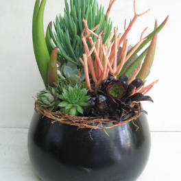 Succulent arrangement in a black round pot