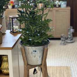 Potted green houseplant in a metal container on a wooden stand