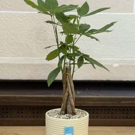 6" Money Tree Pot