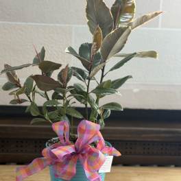 Potted rubber plant in a turquoise container with a pink plaid ribbon