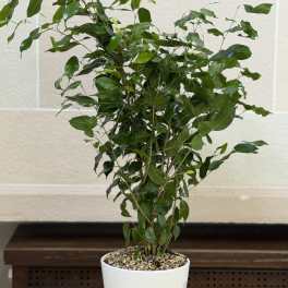 6" Ficus
