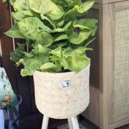Potted green houseplant in a woven basket planter