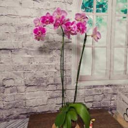 Potted pink orchid plant with tall stems and blooms