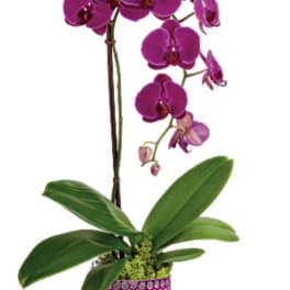 Purple orchid plant in a patterned pink pot