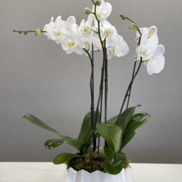 White orchids in a white ceramic pot with glossy green leaves