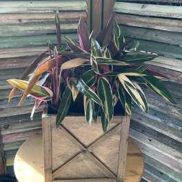 Variegated tropical plant in a wooden crate planter
