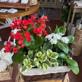 Basket arrangement with red and white flowers and variegated foliage