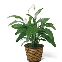 Eckert Florist's Spathiphyllum Plant