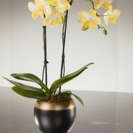Orchid Planter