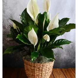 Peace Lily (8 inch)