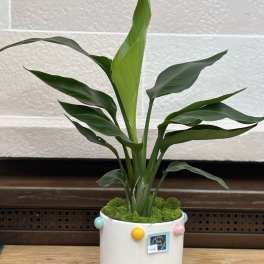 Potted green plant in a white ceramic container with colorful dots