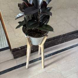 Potted rubber plant with dark glossy leaves on a wooden stand
