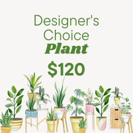 Designer’s Choice Plant sign with watercolor potted plants and $120 price