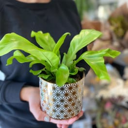Potted green houseplant in a patterned gold-and-white container
