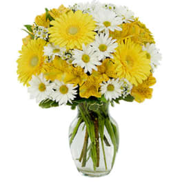 Daisy a Day Bouquet