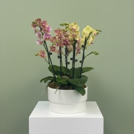 Orchid Harmony