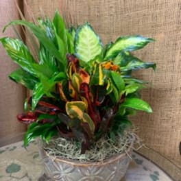 Potted tropical plant with variegated leaves in a decorative bowl