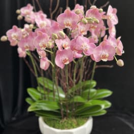 Pink orchids in a white pot with green leaves
