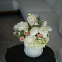 White and blush ranunculus arrangement in a white vase