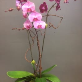 Pink and purple orchids in a black textured pot