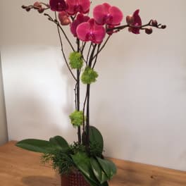 Pink orchid arrangement in a red patterned pot
