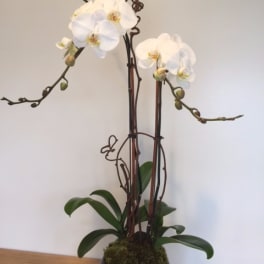 White orchid plant in a dark pot with tall stems and moss