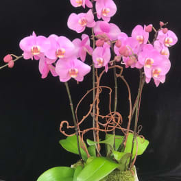 Pink orchids in a square stone planter with broad green leaves