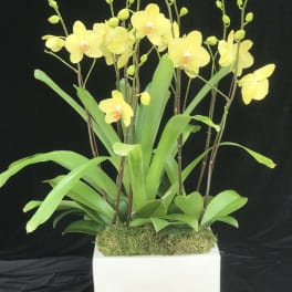 Yellow orchids in a white square planter with moss