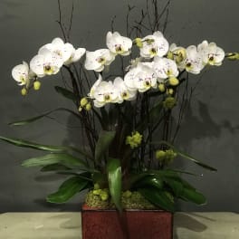 White orchids arranged in a red square planter