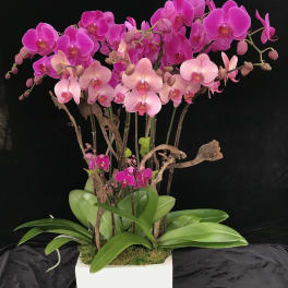 Pink orchid arrangement in a white square planter