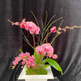 Pink orchids arranged in a white square planter