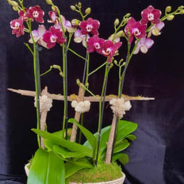 Potted orchids with pink and white blooms in a textured white bowl