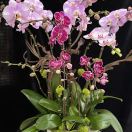 Potted orchid arrangement with pink and magenta blooms in a white container