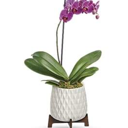Teleflora's Architectural Orchid Plant