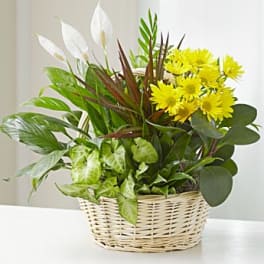 Basket arrangement with yellow daisies and white peace lilies
