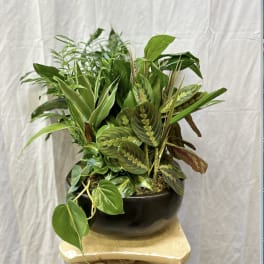 Mixed green houseplants arranged in a black bowl planter