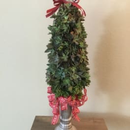 Succulent Christmas Tree