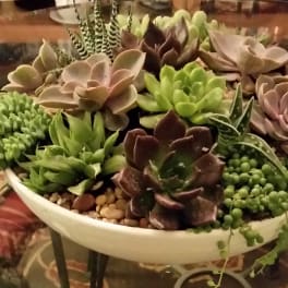 Succulent arrangement in a shallow white bowl