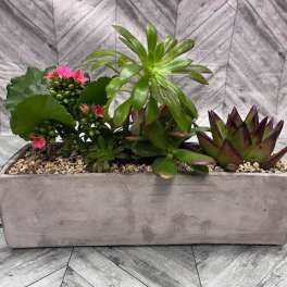Succulent planter with pink flowers in a rectangular concrete container