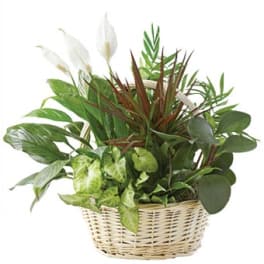Assorted green houseplants with white blooms arranged in a woven basket