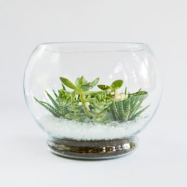 Succulent arrangement in a round glass bowl with white stones