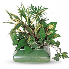 Mixed green houseplants arranged in a rectangular ceramic planter