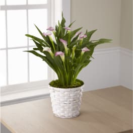 Potted calla lilies with pink blooms in a white woven basket