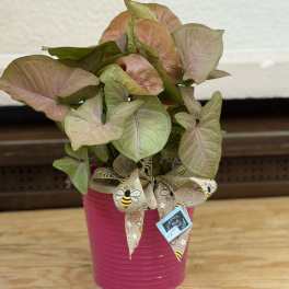 Potted syngonium plant in a pink container with a bee-patterned ribbon