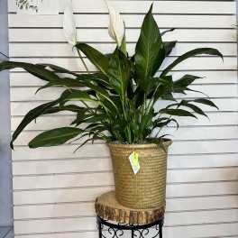 Large potted peace lily with white blooms in a woven basket