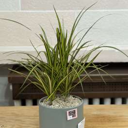 Potted dracaena plant in a gray container